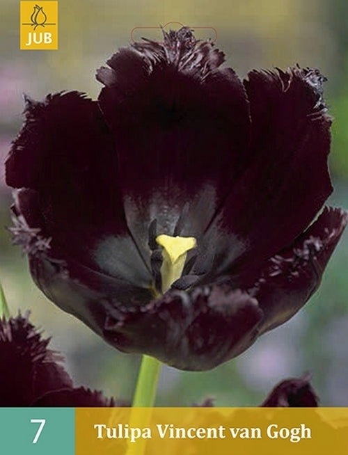 Tulipa 'Vincent van Gogh'