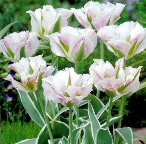 Tulipa 'China Town'