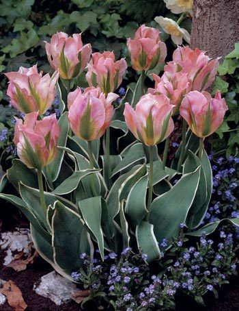 Tulipa 'China Town'