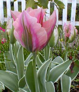 Tulipa 'China Town'