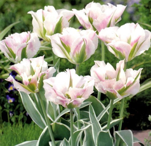Tulipa 'China Town'