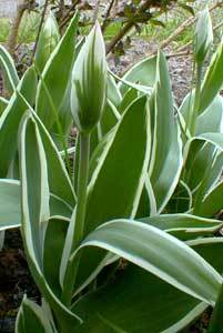Tulipa 'China Town'