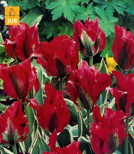 Tulipa 'Esperanto'