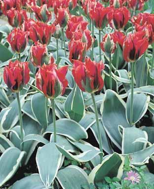 Tulipa 'Esperanto'