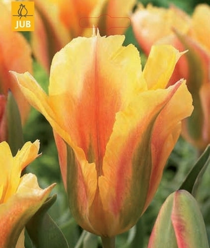 Tulipa 'Golden Artist'