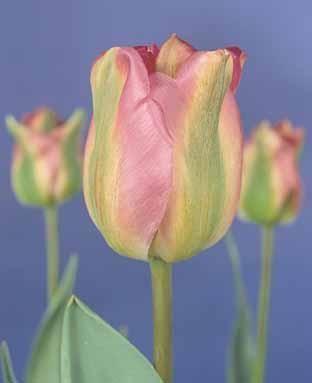 Tulipa 'Groenland'