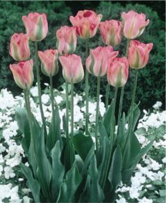 Tulipa 'Groenland'