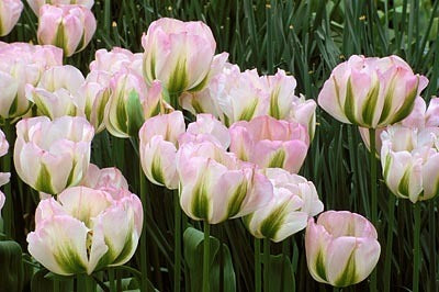 Tulipa 'Groenland'