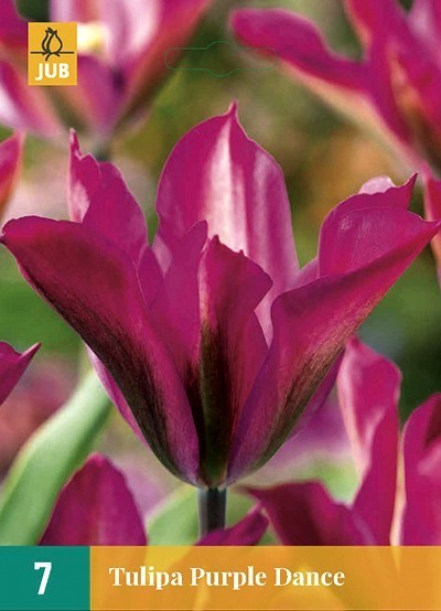 Tulipa 'Purple Dance'