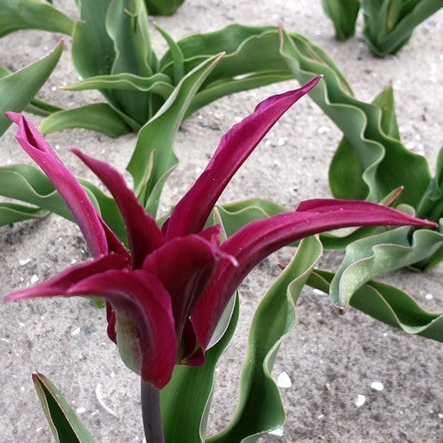 Tulipa 'Purple Doll'