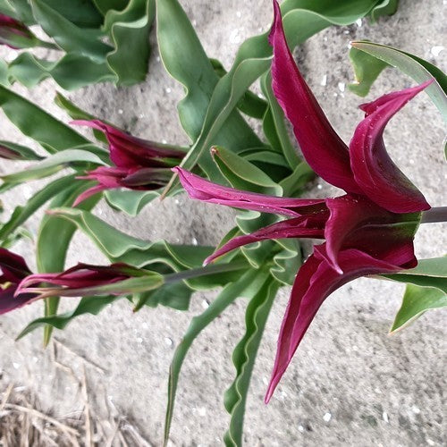 Tulipa 'Purple Doll'