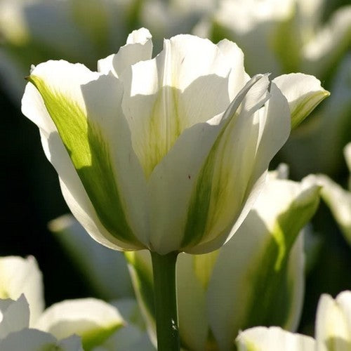 Tulipa 'Spring Green'