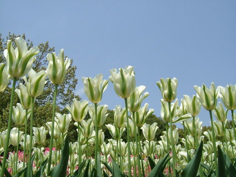 Tulipa 'Spring Green'