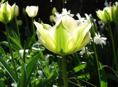 Tulipa 'Spring Green'