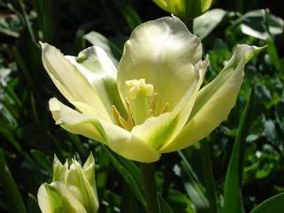 Tulipa 'Spring Green'