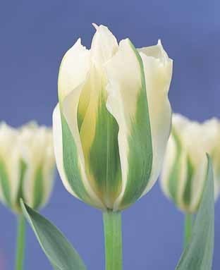 Tulipa 'Spring Green'