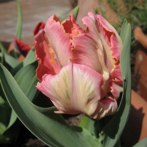 Tulipa 'Apricot Parrot'