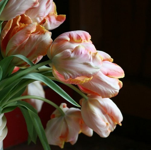 Tulipa 'Apricot Parrot'