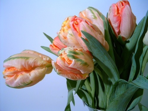 Tulipa 'Apricot Parrot'