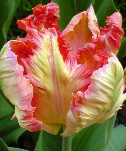 Tulipa 'Apricot Parrot'