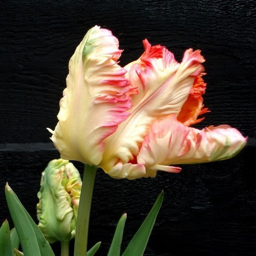 Tulipa 'Apricot Parrot'