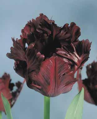 Tulipa 'Black Parrot'