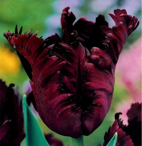 Tulipa 'Black Parrot'