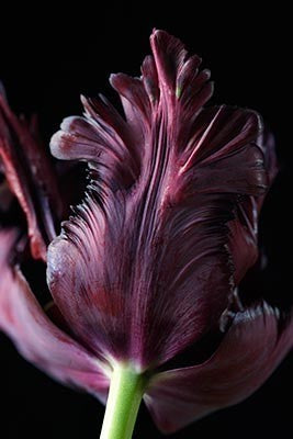 Tulipa 'Black Parrot'