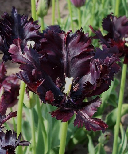 Tulipa 'Black Parrot'