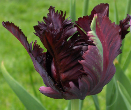 Tulipa 'Black Parrot'