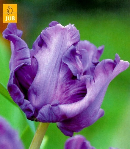Tulipa 'Blue Parrot'