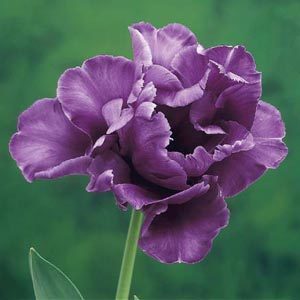 Tulipa 'Blue Parrot'