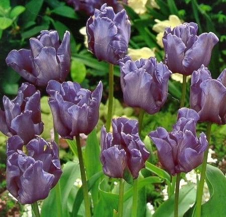 Tulipa 'Blue Parrot'