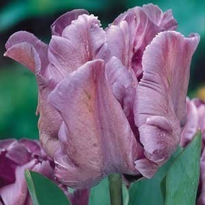 Tulipa 'Blue Parrot'