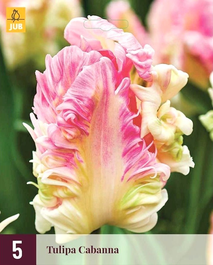 Tulipa 'Cabanna'