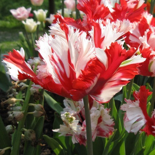 Tulipa 'Estella Rijnveld'