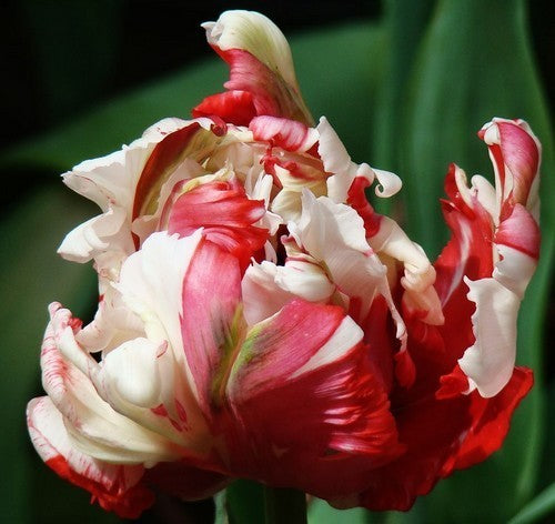 Tulipa 'Estella Rijnveld'