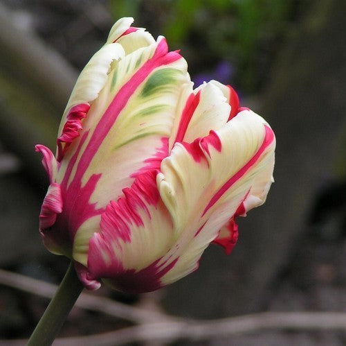 Tulipa 'Estella Rijnveld'