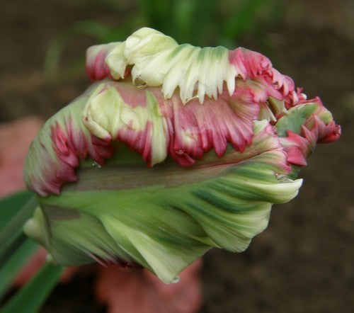 Tulipa 'Estella Rijnveld'