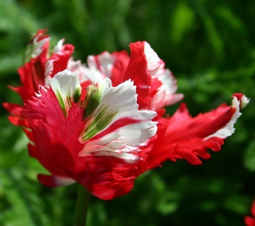 Tulipa 'Estella Rijnveld'