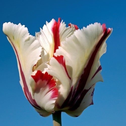 Tulipa 'Estella Rijnveld'