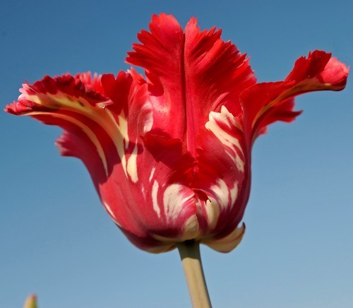 Tulipa 'Estella Rijnveld'