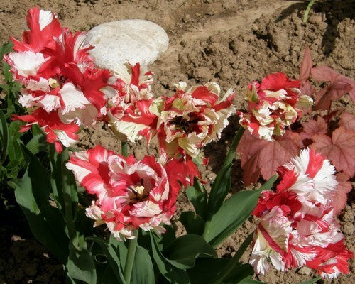 Tulipa 'Estella Rijnveld'