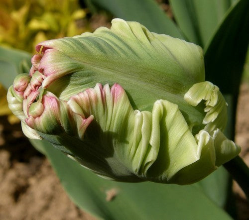 Tulipa 'Estella Rijnveld'