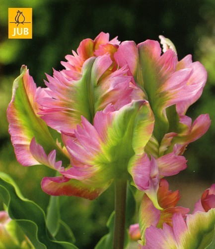 Tulipa 'Green Wave'