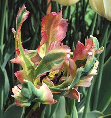 Tulipa 'Green Wave'