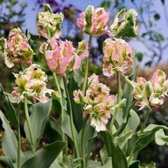 Tulipa 'Green Wave'