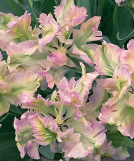 Tulipa 'Green Wave'