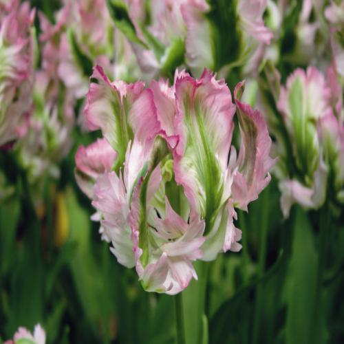 Tulipa 'Green Wave'
