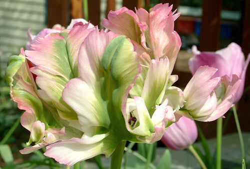 Tulipa 'Green Wave'